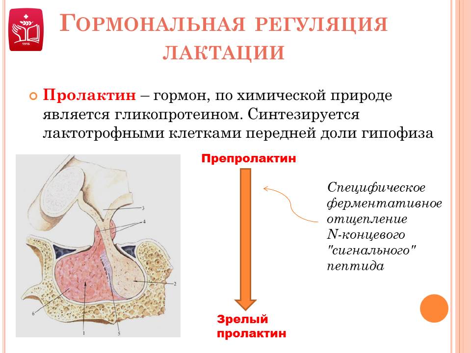 Пролактин молочные железы. Химическая природа гормона пролактин. Гормоны передней доли гипофиза химическая природа. Гормональная регуляция грудного вскармливания. Гормональная регуляция.